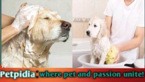 Keep Your Dog Clean Naturally at Home