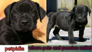 Black Boerbole Puppy