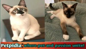 Snowshoe Cat Personality Traits | Discover Their Unique Charisma