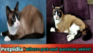 Snowshoe Cat Personality Traits