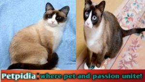 Snowshoe Cat Personality Traits