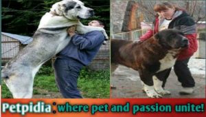 Giant Biggest Alabai Dog | Best Tips for Giant Alabai Dog