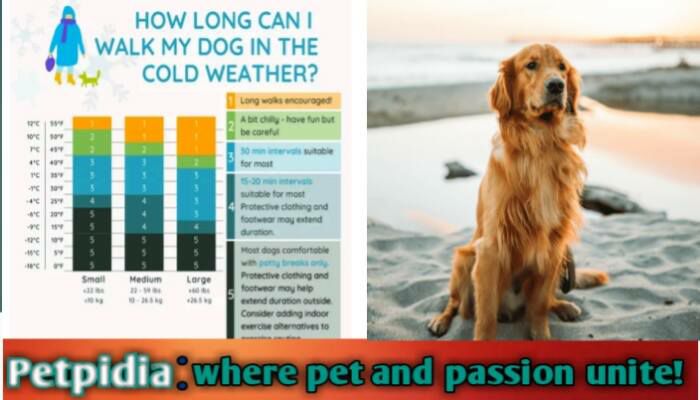 What Temperatures Can a Dog Stay Outside Celsius?