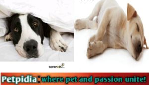 Temperature is Too Cold for Dogs to Sleep