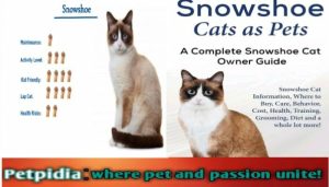 How Do I Know If My Cat is a Snowshoe? 