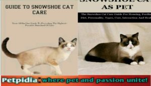 How Do I Know If My Cat is a Snowshoe?