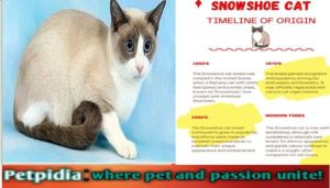 How Do I Know If My Cat is a Snowshoe? 