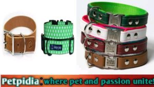 Leather Vs Nylon Dog Collar | Choose The Best Pet Collar