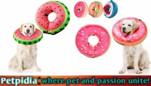Best Inflatable Dog Collar After Neuter