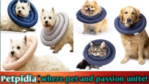 Best Inflatable Dog Collar After Neuter