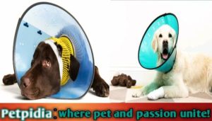 Best Inflatable Dog Collar After Neuter