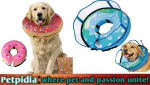 Best Inflatable Dog Collar After Neuter