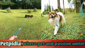 The Benefits And Usage Of 50 Foot Dog Leashes