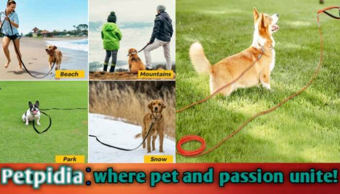 The Benefits And Usage Of 50 Foot Dog Leashes