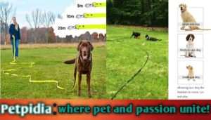 The Benefits And Usage Of 50 Foot Dog Leashes