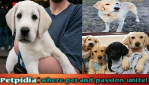 Benefits Of Adopting A Career Change Dog | Best guide 2024