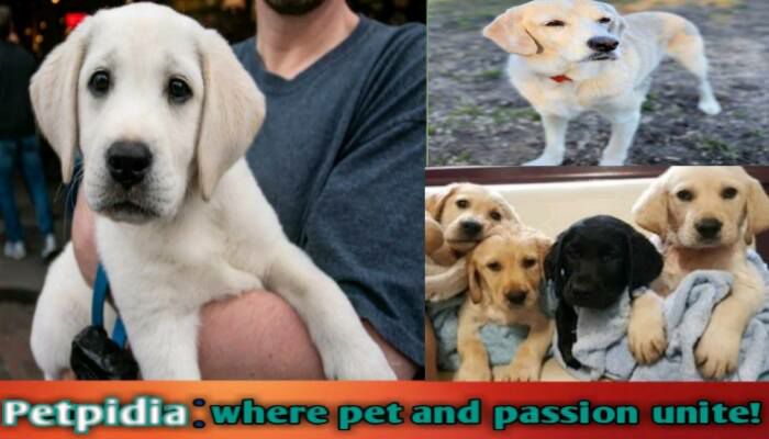 Benefits Of Adopting A Career Change Dog | Best guide 2024