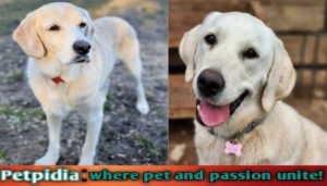 Adopting A Career Change Dog