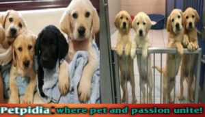 Adopting A Career Change Dog
