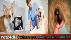 Dog 5 Weeks Pregnant And Bleeding | Care And Treatment