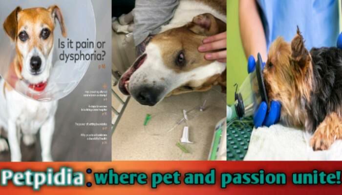 how long does dysphoria last in dogs after surgery, dog recovery after surgery, dog disoriented after anesthesia, dog whining after surgery, dog behavior changes after surgery, side effects of anesthesia in dogs, how to comfort dog after surgery, how long does it take for a dog to get over anesthesia?, my dog is acting weird after surgery, should i be worried about my dog whining after surgery?, how to tell if my dog is in pain after surgery