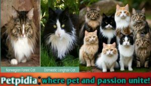 Norwegian Forest Cat Vs Domestic Long Hair | Domestic Longhair