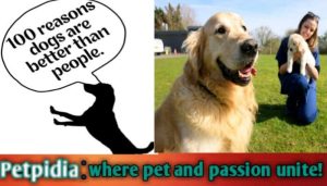 100 Reasons to Get a Dog | Why Adding A Dog To Your Life