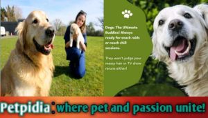100 Reasons to Get a Dog