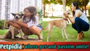 Top 100 Reasons To Get A Dog In The World