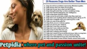 Why Do You Choose A Dog?