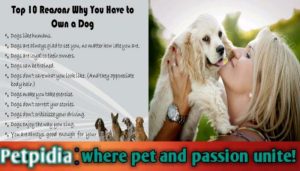 Why Do You Choose A Dog? Top 100 Reasons To Get A Dog
