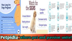 45 Days Pregnant Dog Symptoms | A Week By Week Guide