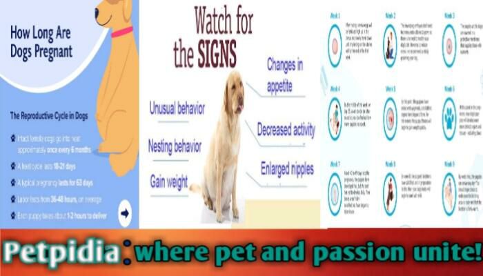 45 Days Pregnant Dog Symptoms | A Week By Week Guide