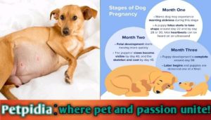 45 Days Pregnant Dog Symptoms