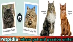 Norwegian Forest Cat Vs Domestic Long Hair