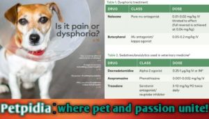 Dysphoria Last in Dogs After Surgery