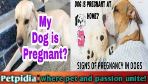 How To Tell If Your Dog Is Pregnant At Home