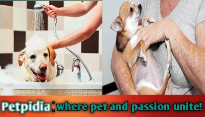 Bathe A Pregnant Dog before Giving Birth