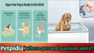 Can You Bathe A Pregnant Dog before Giving Birth