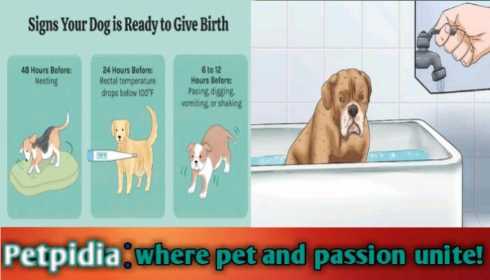 Can You Bathe A Pregnant Dog before Giving Birth
