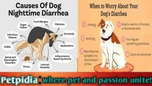 5 Week Pregnant Dog Has Diarrhea