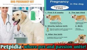 How Do I Know If My Dog Is Pregnant At Home