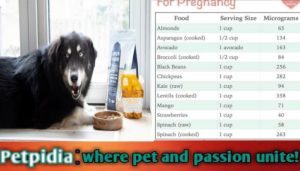 5 Week Pregnant Dog Not Eating