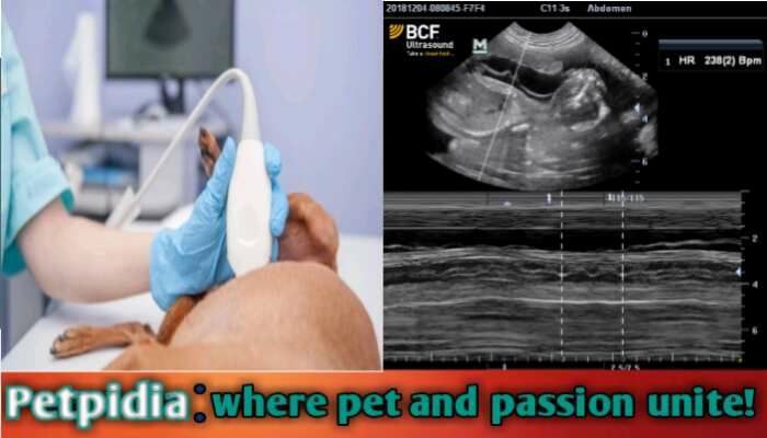 7 Week Pregnant Dog Ultrasound