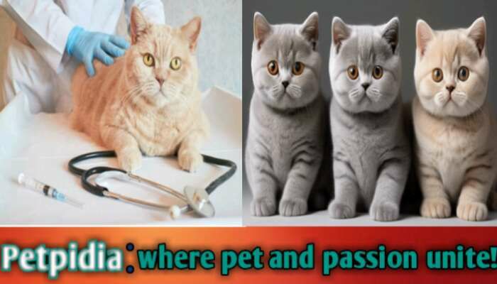 British Shorthair Cat Health Problems And Best Treatment