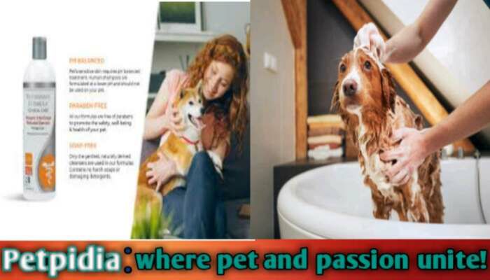 Can I Bathe My Pregnant Dog With Flea Shampoo