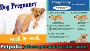 Dogs Pregnancy Week By Week