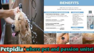 Can I Bathe My Pregnant Dog With Flea Shampoo