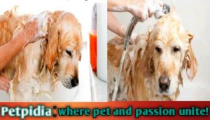 Bathe My Pregnant Dog With Flea Shampoo