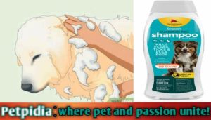 Can I Bathe My Pregnant Dog With Flea Shampoo